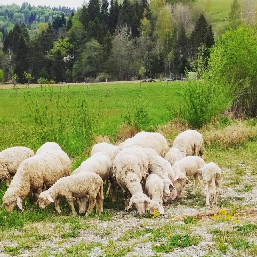 Kwatera u Somsiada Muszyna Zewnętrze zdjęcie